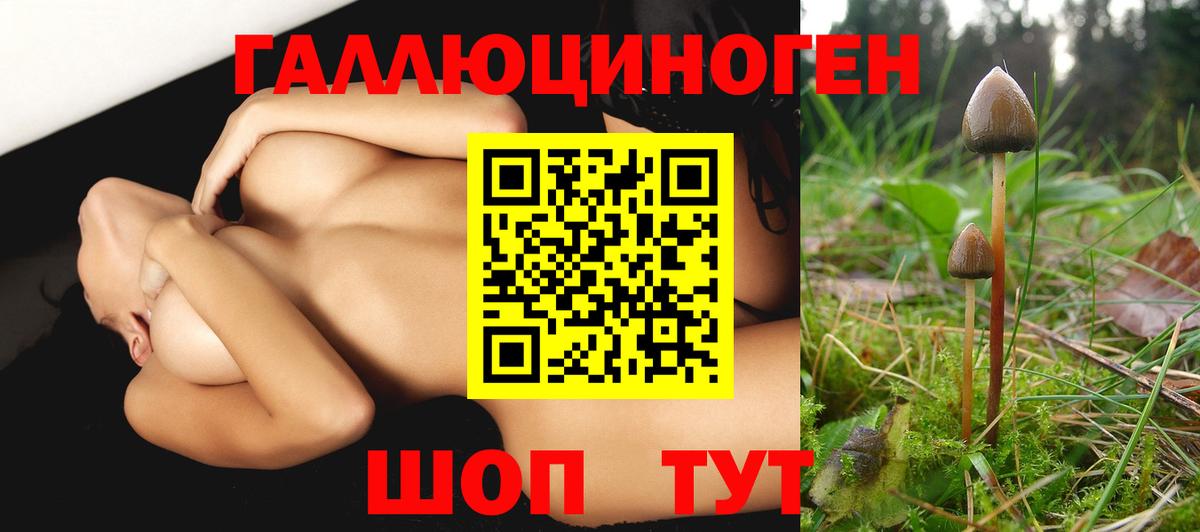 Фурманов  Псилоцибиновые грибы Cubensis  Вход с VPN 